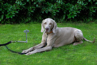 Peggy Peg PeggyPeg PetPeg 2.0 Hund - 94865 | Stahlor image 2